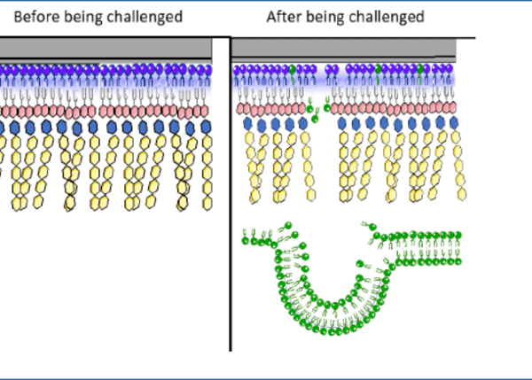 抗生素-環糊精-脂質體:配方開發及與模型細菌膜的相互作用